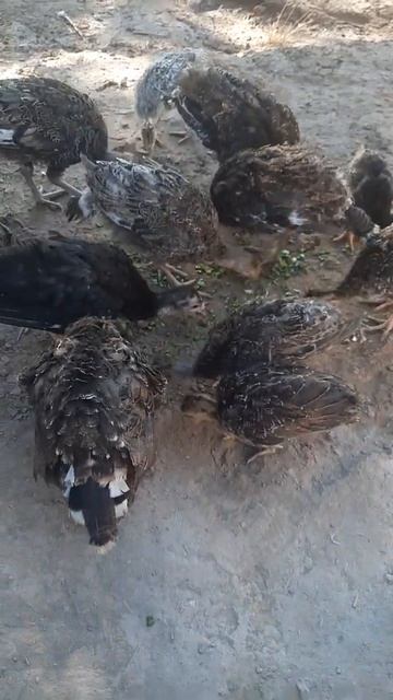 индюки любит лук зелёний почемути