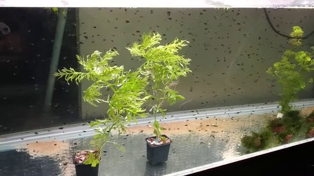 Мальки черной скалярии смотреть онлайн