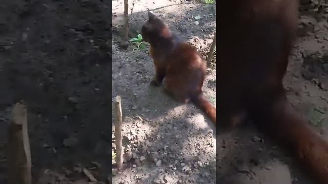 Ежик 🦔 идет на обед 🍽️ к котам 🐱🐱 смотреть онлайн