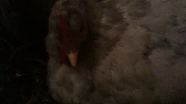 Курочка сидит на яйцах. смотреть онлайн