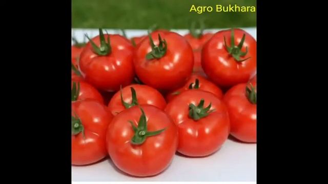 Vedetta F1!!! . Tomato. Pomodor. Ведетта F1. Eng zo'r. sehosil. yaxshi. смотреть онлайн