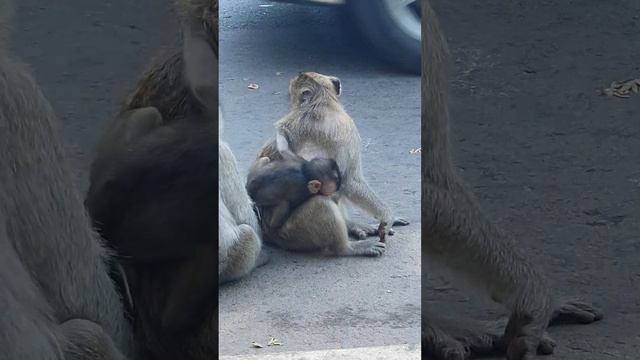 #MonkeyFunnyvideo #Новорожденная обезьянка такая милая такая милая #Newborn monkey so love so cute смотреть онлайн