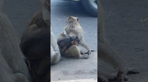 #MonkeyFunnyvideo #Новорожденная обезьянка такая милая такая милая #Newborn monkey so love so cute