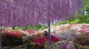 САДЫ ЯПОНИИ. ВЕСНА  ПАРК АСИКАГА . ЦВЕТЕНИЕ ПРЕКРАСНОЙ ГЛИЦИНИИ  О-Фудзи 2021