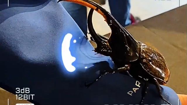 This is Mosquitoes Mutation After the solar eclipse… 😰 смотреть онлайн