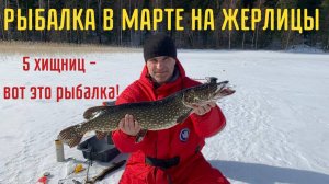 Рыбалка щуки в марте на жерлицы