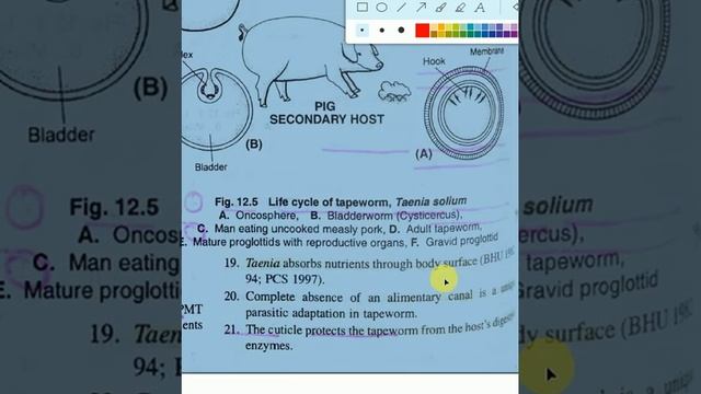 BIOLOGY NOTES//TAPEWORMS смотреть онлайн