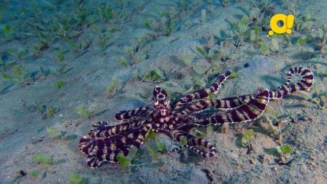 "Ничего себе имя!" - программа о животных на детском познавательном телеканале "О!" смотреть онлайн