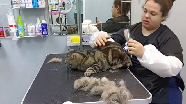 Груминг британской кошки смотреть онлайн