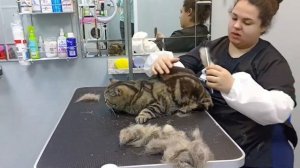 Груминг британской кошки