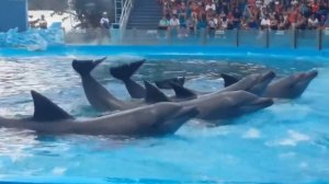 Набор игрушек для детей «Животные» -  Собака Кит Осьминог Утка! Обучающие видео