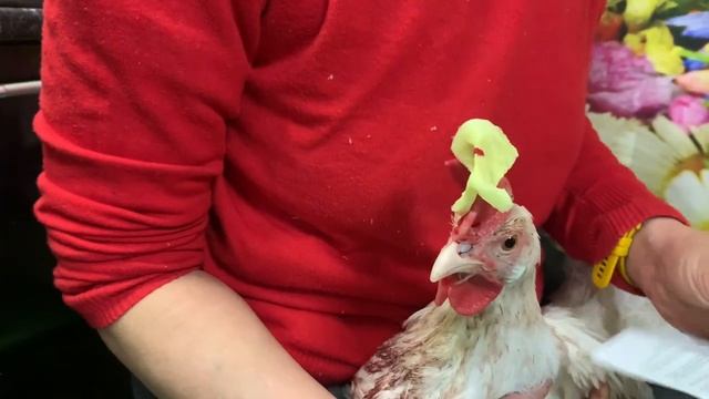 И СНОВА КОНТРОЛЁР🤦🏼_♀️ХОТЬ И БЫЛА ПОД ЗАМКОМ🤷🏼_♀️запариваю зерно🐓ПЕНТОВИТ_Серёжа чихает_АМОКСИЦ смотреть онлайн