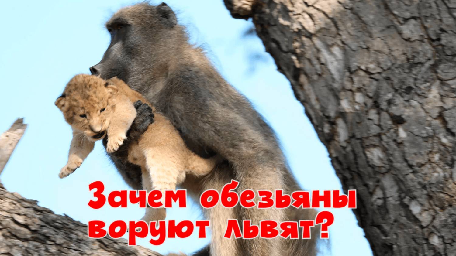 Зачем обезьяны воруют львят? смотреть онлайн