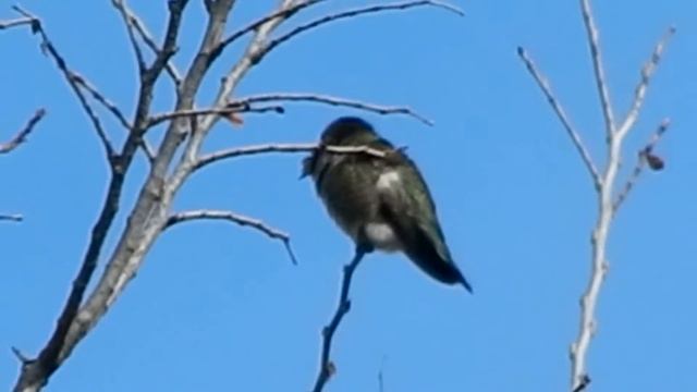 Anna's Hummingbird (Calypte anna) perched on tree смотреть онлайн