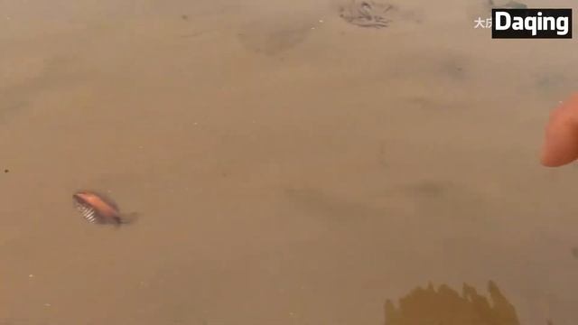 After the sea is retired, the soil on the beach in the high temperature is not in the sand...