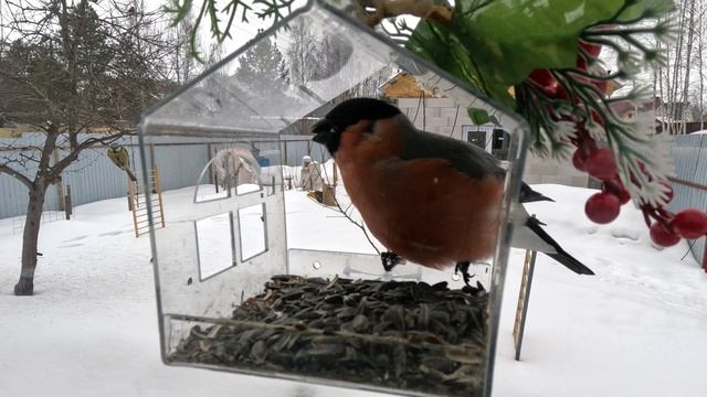 Снегирь.mp4 смотреть онлайн