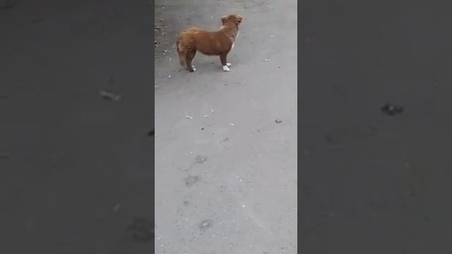 За нами гоняется собака смотреть онлайн