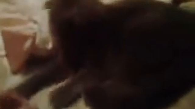 Найдена кошка смотреть онлайн