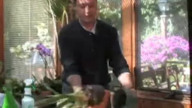 CanadianGardeing.com Presents House Orchids смотреть онлайн