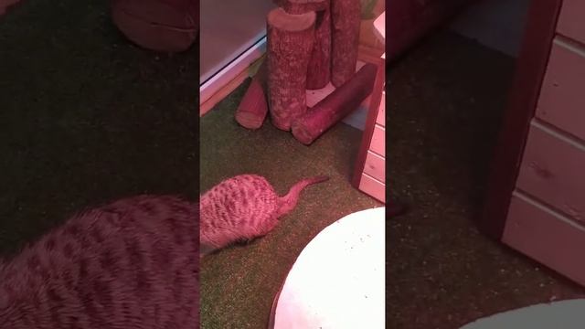 Домашние сурикаты- мохнатые хищники) смотреть онлайн