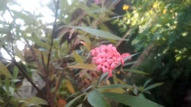 💕✨Our cute lantana plant with pink 🌸💕✨ смотреть онлайн