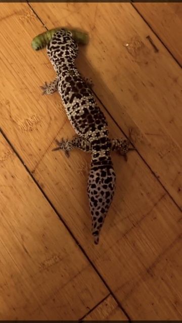 Leopard gecko eating a big Hornworm #leopardgecko #gecko #pets #animals #shortsfeed смотреть онлайн