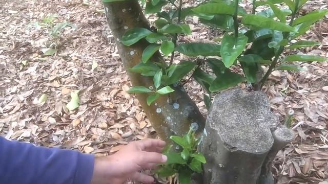 Pruning citrus trees-big mistake many make - lemon orange lime grapefruit tangerine manderins