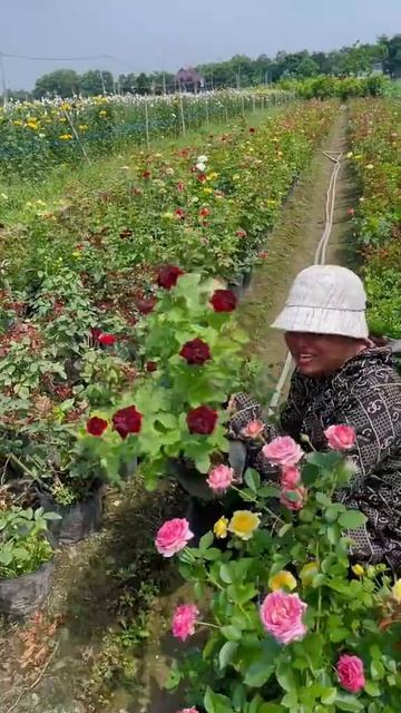 hoa hồng giá rẻ của các nhà vườn 0386700914 em nam смотреть онлайн