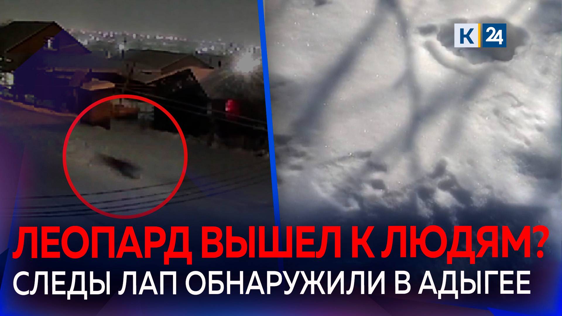 В Адыгее большой зверь задрал собаку и оставил следы когтей и хвоста смотреть онлайн
