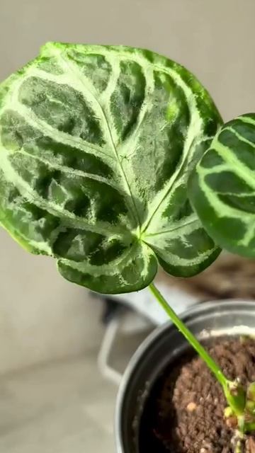 Мой первый антуриум смотреть онлайн