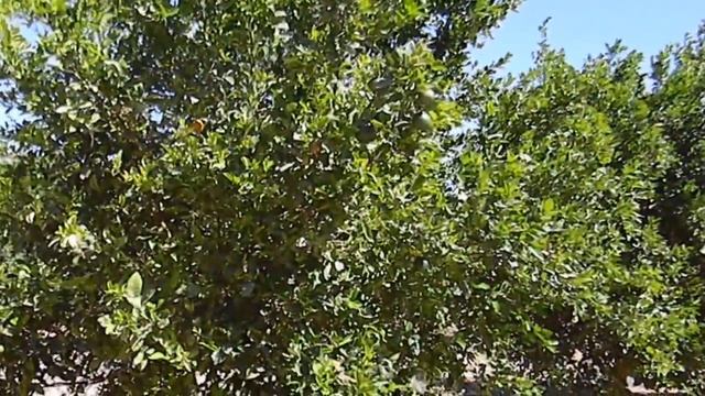 Citrus Tree Growing and Mulching смотреть онлайн