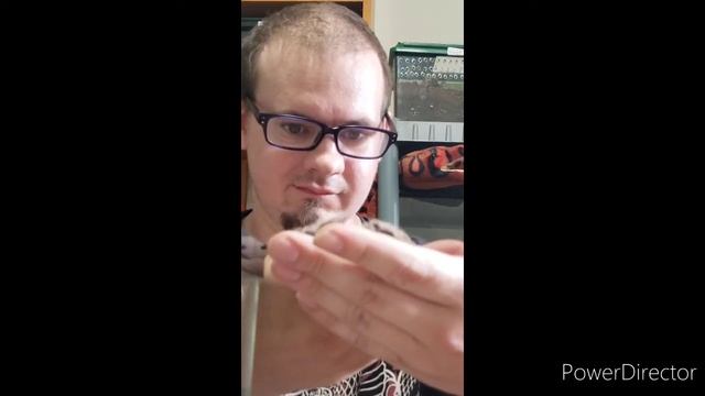 Handling My T. Albopilosum (Curly Hair Tarantula)