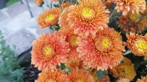 №69 Корейская хризантема БЕЛГ 16-16