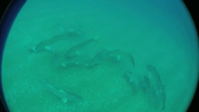 Cob Daga Salmon#8E6E смотреть онлайн