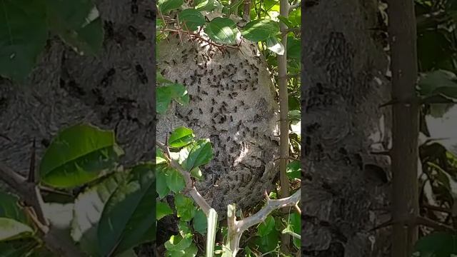 A importância do enxu verdadeiro na natureza.#Oparaíso#Oparaiso смотреть онлайн