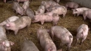 Фигурки животных фермы - корова, лошадь, свинья, коза, овца, утка, гусь