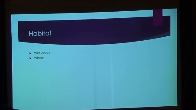 IFC 2021 Everything About Opossums! смотреть онлайн