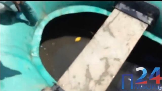 Жители Белогорска испугались пираньи смотреть онлайн