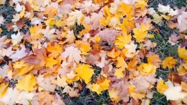 Осенний клён смотреть онлайн