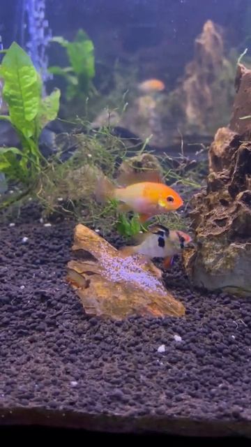 German Blue & Golden Rams Breeding/Egg!!!! смотреть онлайн