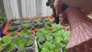 ОДНА ПОДКОРМКА РЕШИЛА ВСЕ ПРОБЛЕМЫ С РАССАДОЙ!