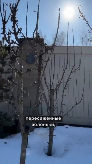 Пересадка взрослых древесных.