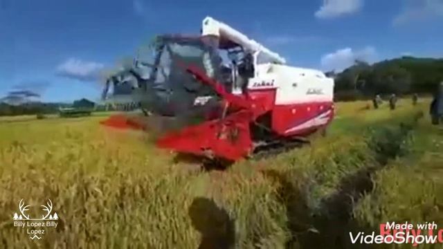 mira qe maquina zukai 800 para cosechar arroz en el fango en PERÚ 🇵🇪🇵🇪🇵🇪 смотреть онлайн