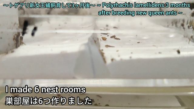 【アリ飼育】#129　トゲアリ新女王寄生してから3ヶ月・・・　Polyrhachis lamellidens New Queen 3 months after parasitism ・・・ смотреть онлайн