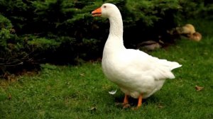 Развитие ребенка - Изучай животных