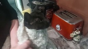 Как дать кошке таблетку или капсулу. Простой способ без таблеткодателя.