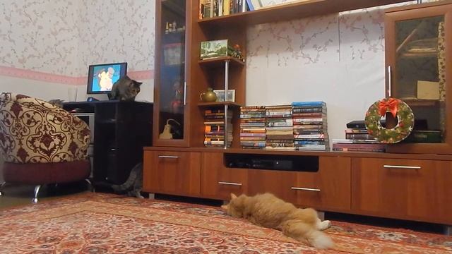 Смотрите. Котики играют с мячиком, прыгают как обезьянки) смотреть онлайн