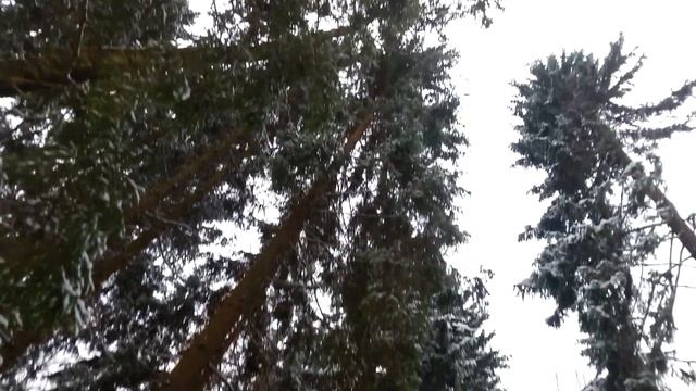Зеленоград. Сказочный лес в январе 2018 года. смотреть онлайн