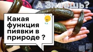 Пиявка невидимый герой природы!