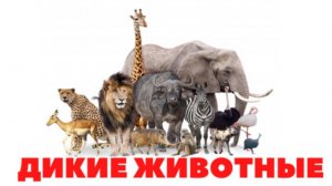 УЧИМ ДИКИЕ ЖИВОТНЫЕ для детей - развивающие мультики, обучающее видео для малышей на русском.